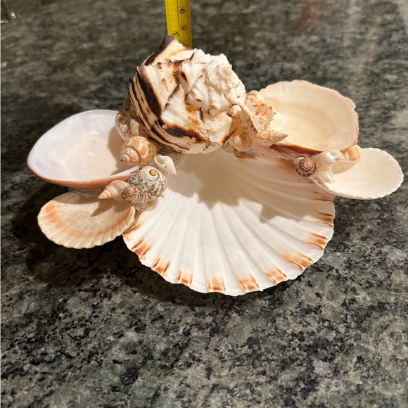 🐚 Decorative Seashell Collection 🐚 - Picture 6 of 7